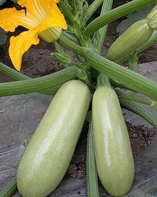 松瓜怎么吃早餐