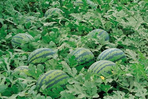 春桃吃瓜,一场味蕾的狂欢之旅