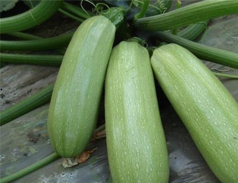 地摊吃瓜有什么好处,品味生活，享受悠闲时光