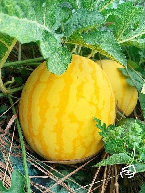 历史上吃瓜,历史长河中的吃瓜往事