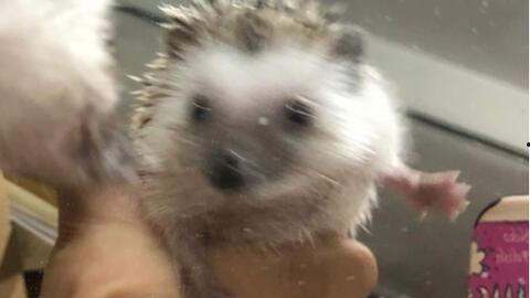 刺猬吃瓜痕迹,探寻自然界的奇妙故事