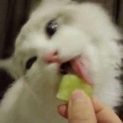 白猫少女吃瓜,白猫少女的瓜田奇遇记