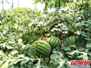 瓜姐今日吃瓜扬州,扬州美食之旅