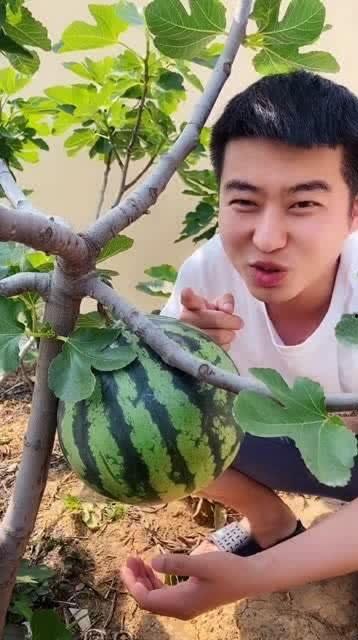 梦见吃瓜真甜,揭秘“梦见吃瓜真甜”的寓意