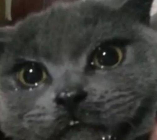 吃瓜好喵崽,揭秘娱乐圈那些不为人知的幕后故事