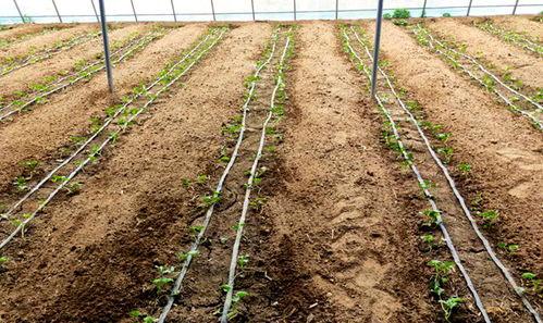 容城北张村吃瓜,夏日吃瓜盛宴，感受乡村田园生活