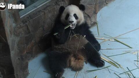 熊猫带你吃瓜,一场别开生面的美食之旅