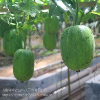 吃籽瓜种植,丰收秘诀与栽培技巧解析