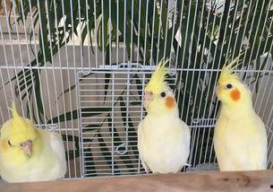 吃瓜小神兽,揭秘神秘生物的趣味生活