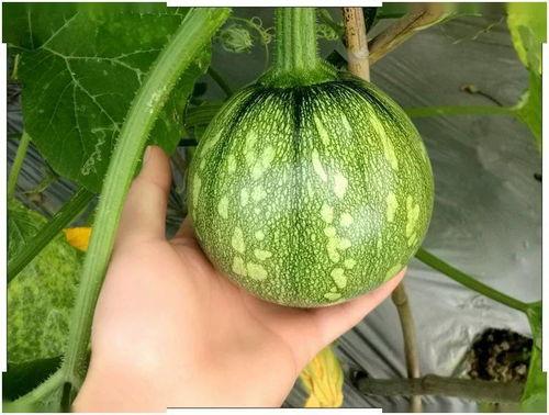 小尧吃瓜组,揭秘娱乐圈那些不为人知的幕后故事