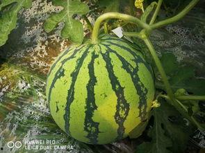 吃瓜的大瓜,吃瓜群众眼中的大瓜风云录