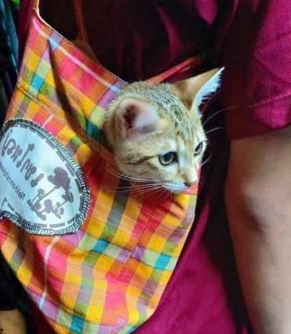 吃瓜猫白龙王,吃瓜猫白龙王的奇幻冒险之旅