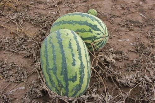 吃瓜的小八,吃瓜小八带你揭秘娱乐圈那些事儿