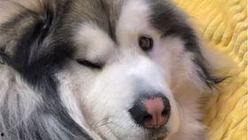 柯基可以吃黄皮瓜吗,柯基犬能否享用黄皮瓜美味？