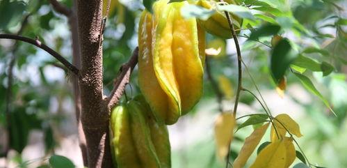 实验北吃瓜,揭秘实验室里的趣味瞬间