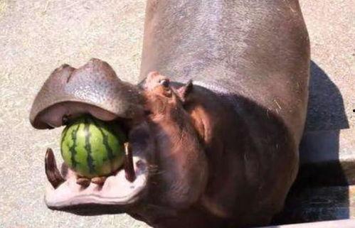 大象吃瓜vs河马吃瓜,瓜果盛宴中的生态对决
