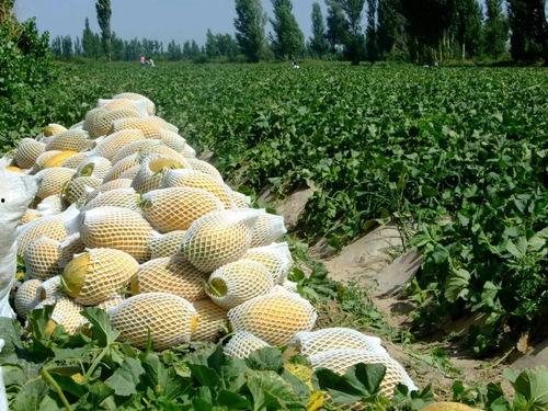 瓜州吃瓜节,品味瓜乡风情，畅享夏日盛宴