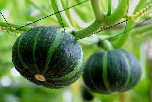 丰收吃瓜季节,丰收时节尽享田园盛宴