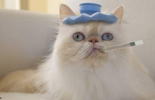 贝贝瓜能给猫吃吗,猫咪的美食还是禁忌？”