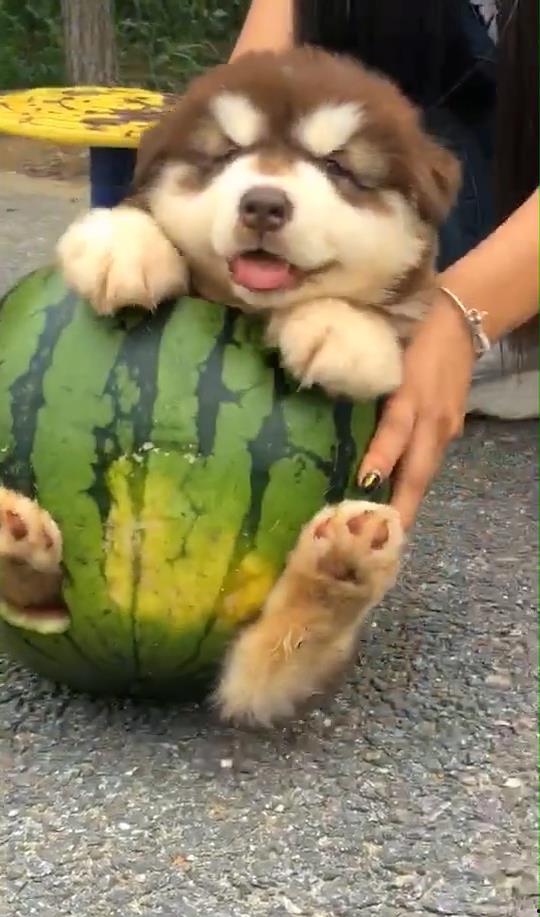 小狗可以吃小瓜嘛,小瓜是否适合作为狗狗的美食？