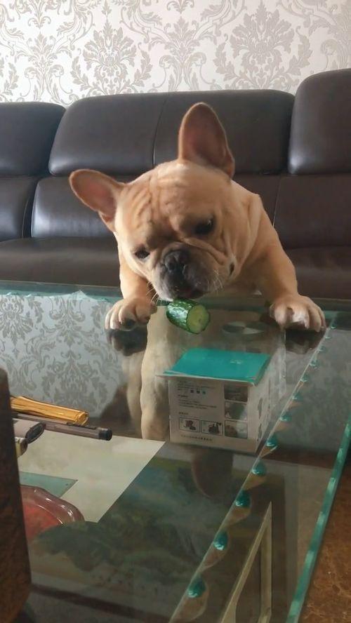 斗牛犬吃瓜,瓜果乐园大冒险