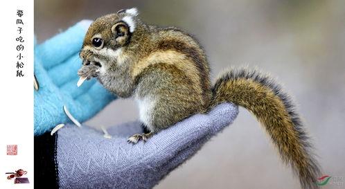 松鼠跳跳吃瓜,松鼠跳跳的奇妙瓜果之旅