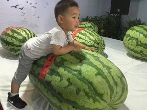 吃瓜群众王大瓜,揭秘娱乐圈那些不为人知的幕后故事